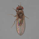 Image of Drosophila melanica Sturtevant 1916