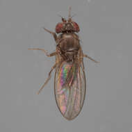 Imagem de Drosophila melanica Sturtevant 1916