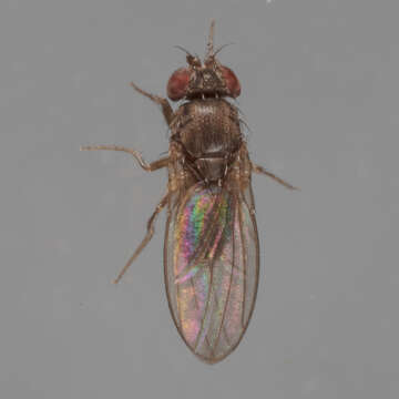 Imagem de Drosophila melanica Sturtevant 1916