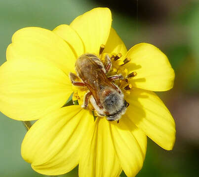 Image of Melipona beecheii Bennett 1831