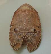 Image of Sculptured Mitten Lobster