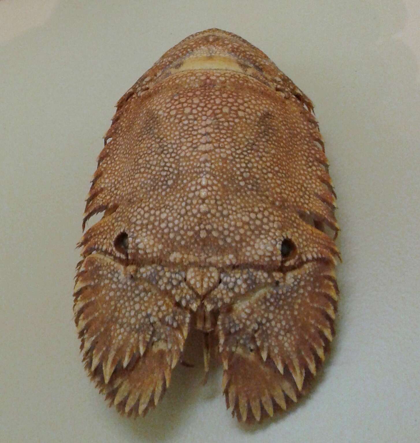 Image of Sculptured Mitten Lobster