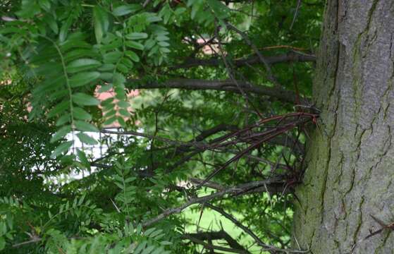 Image of Honey Locust