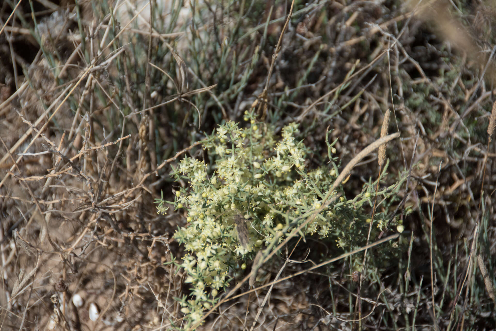 Image of Asparagus aphyllus subsp. orientalis (Baker) P. H. Davis