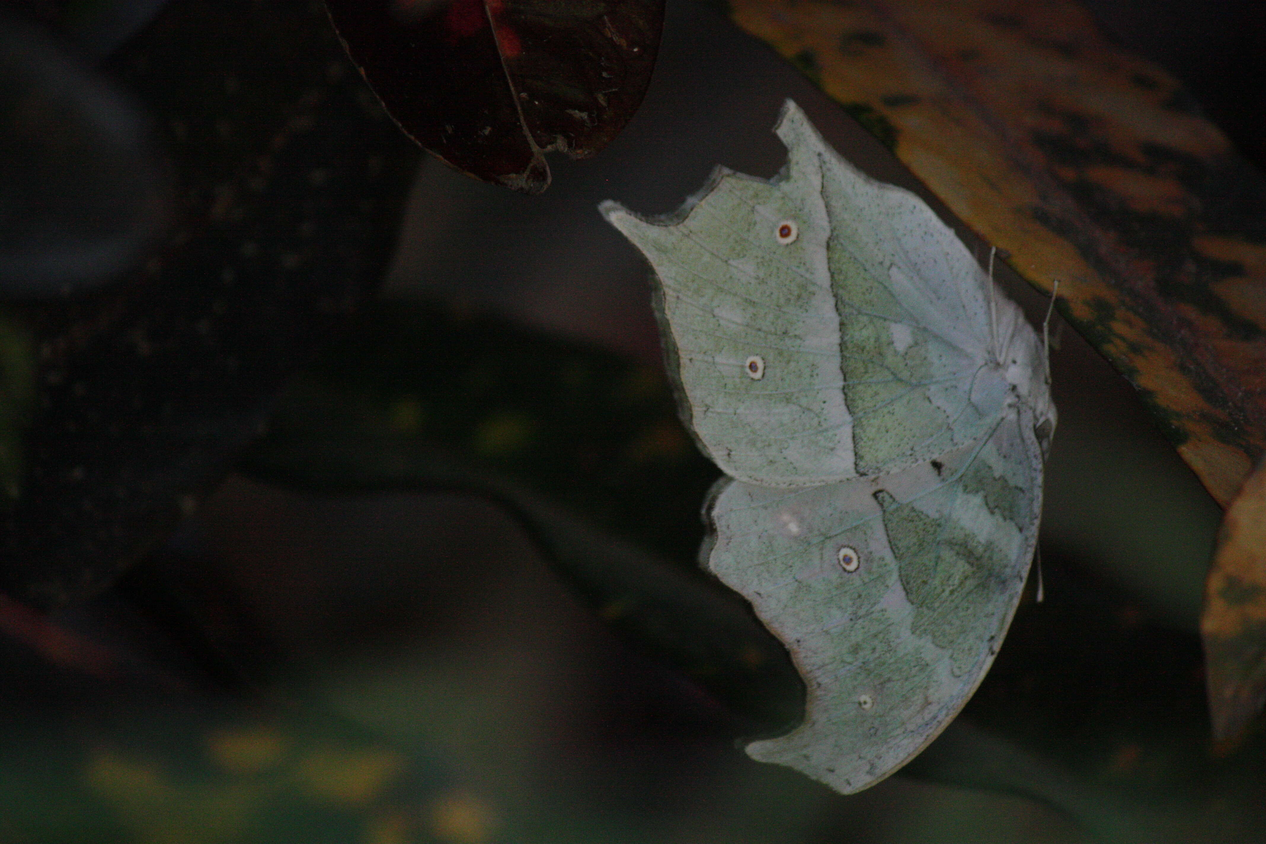 Image of Protogoniomorpha parhassus