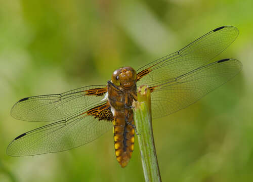 Image of Broad-bodied chaser