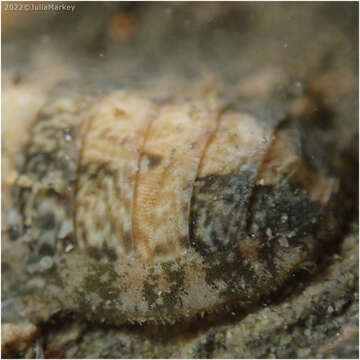 Image of keep's chiton