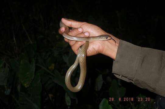 Image of Chinese Ratsnake