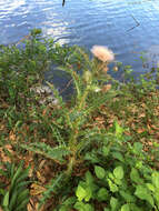 Imagem de Cirsium horridulum Michx.