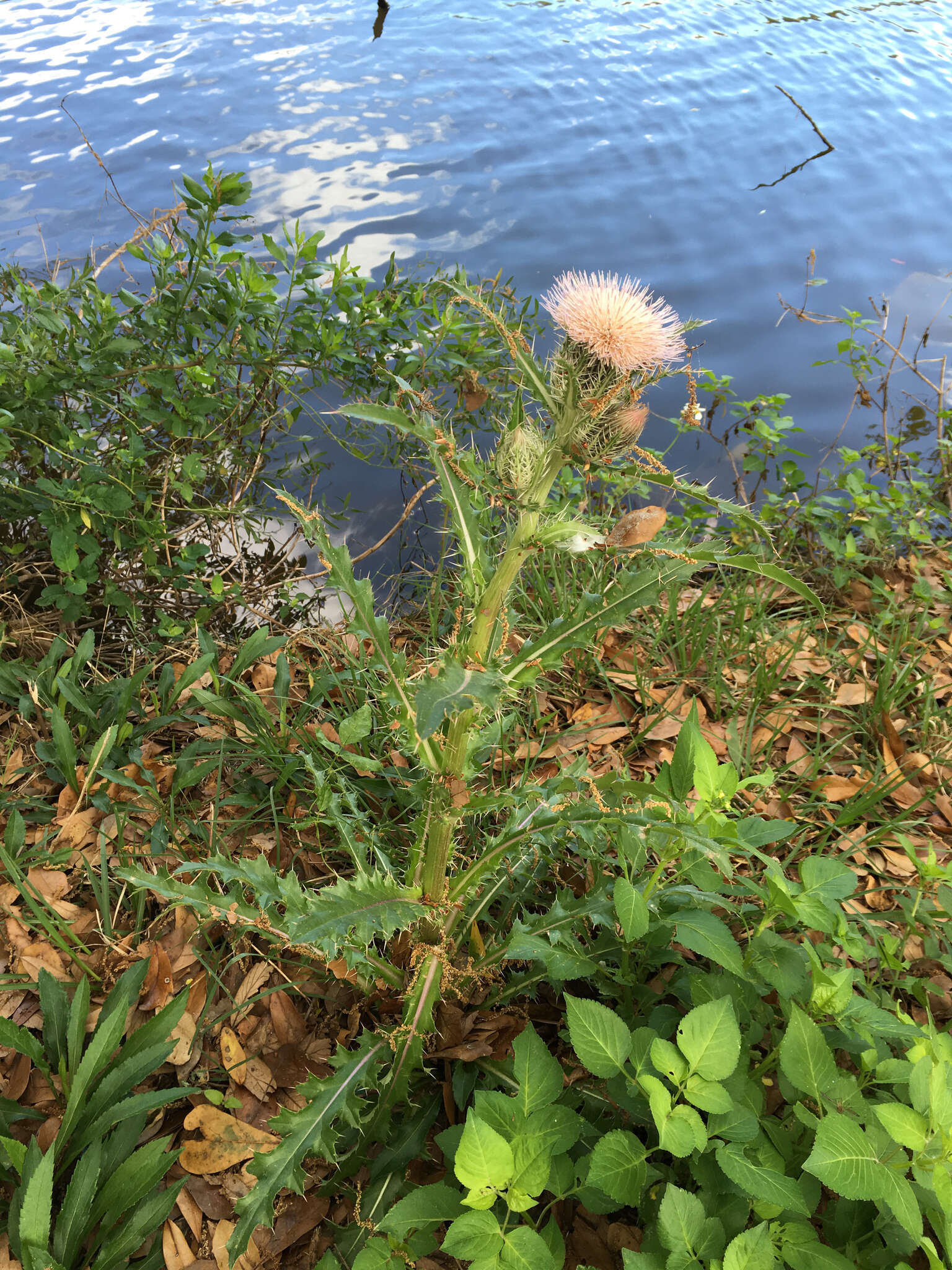 Image of yellow thistle