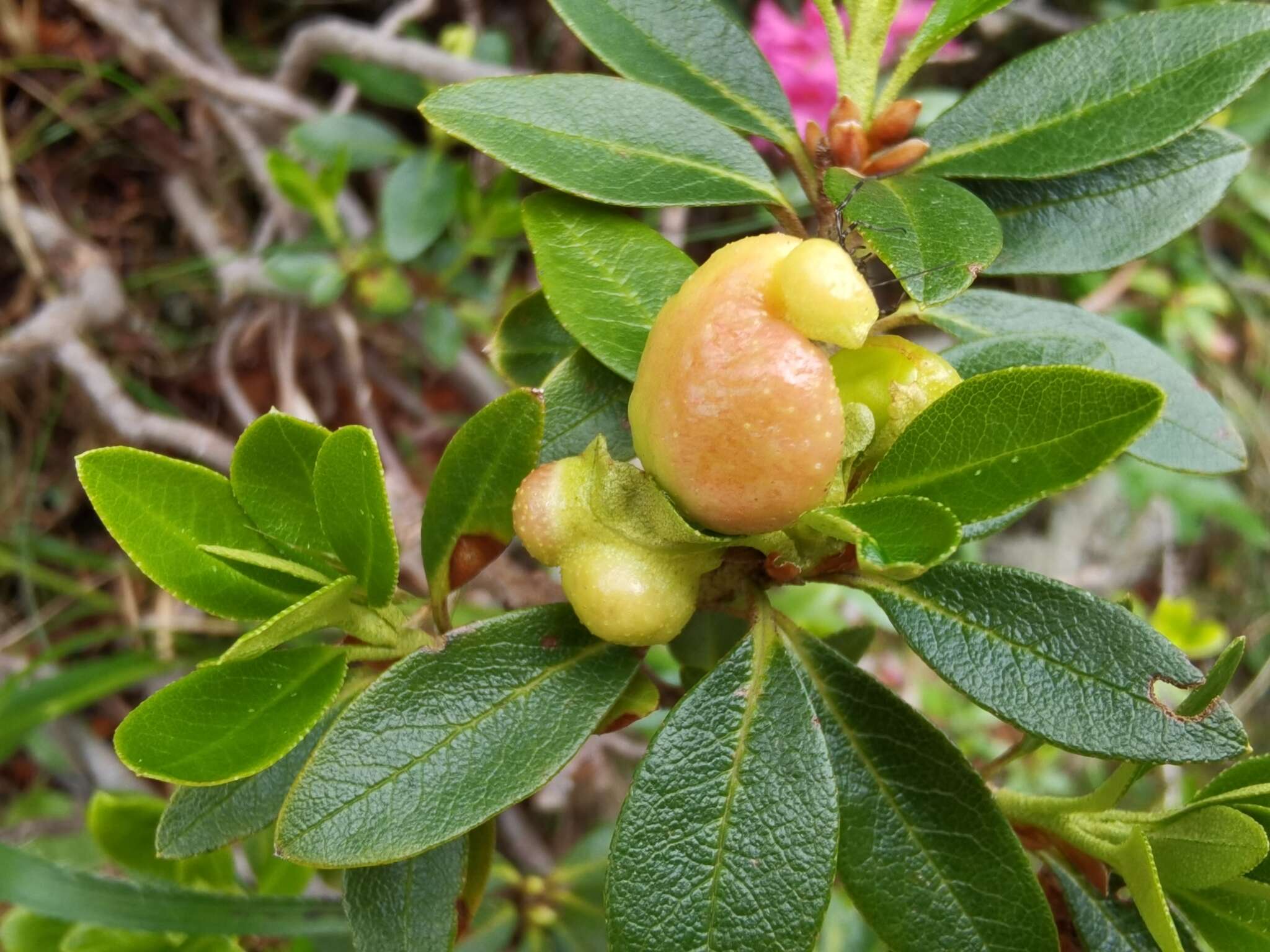 Exobasidium rhododendri (Fuckel) C. E. Cramer 1874 resmi