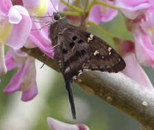 Image of Long-tailed Skipper