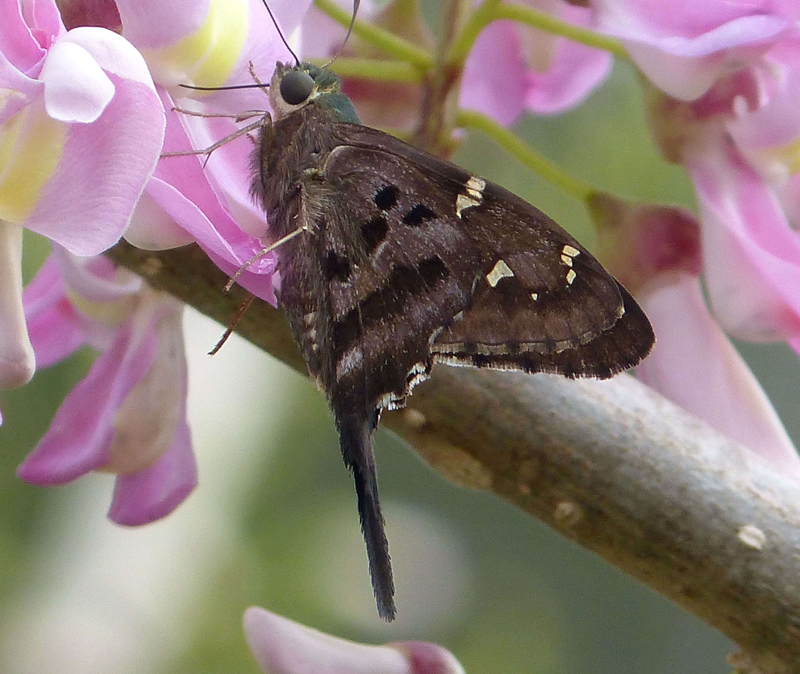 Image of Long-tailed Skipper