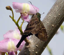 Image of Long-tailed Skipper