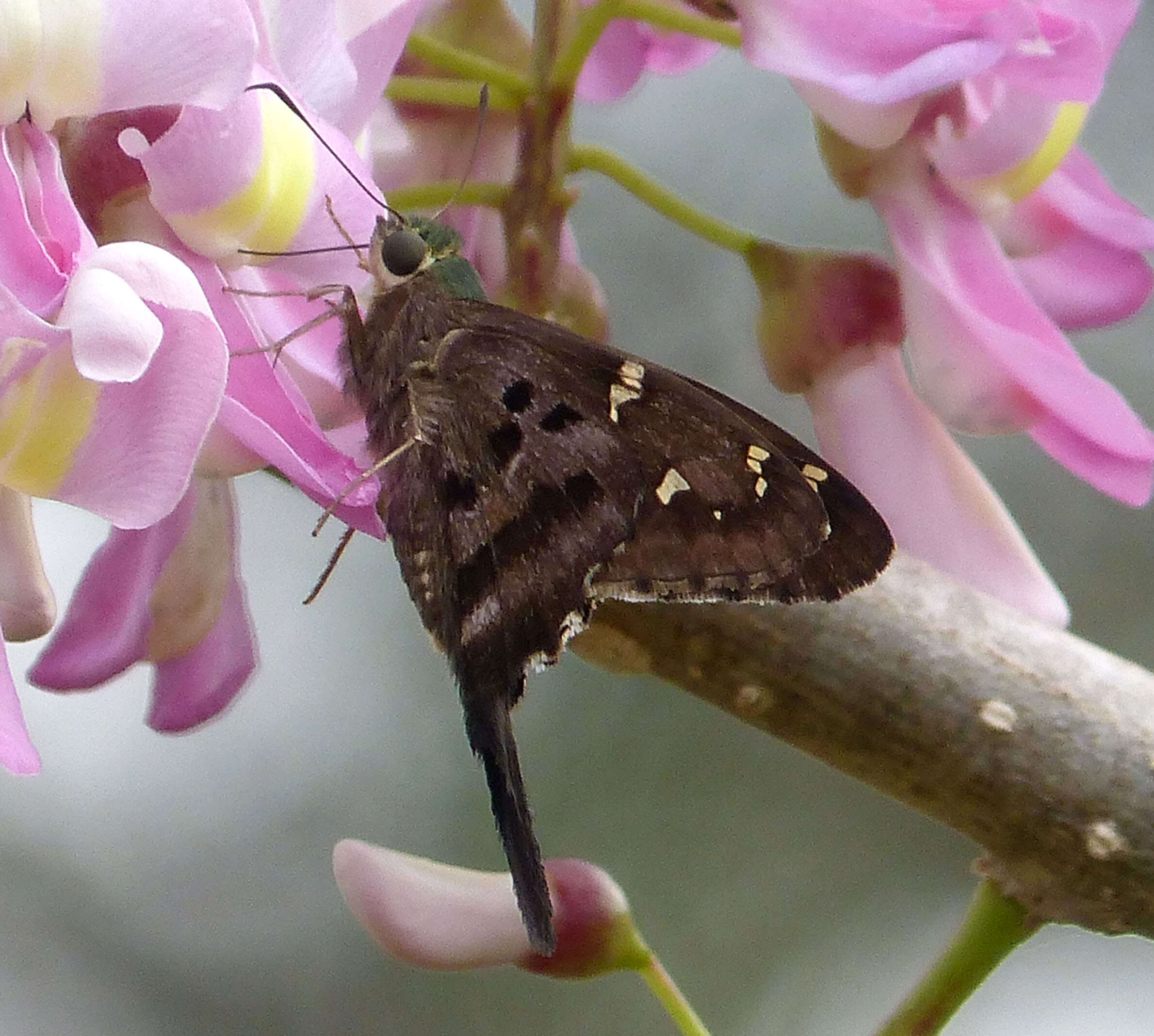 Image of Long-tailed Skipper