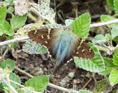 Image of Long-tailed Skipper