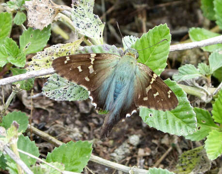 Image of Long-tailed Skipper