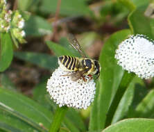 Image of Megachile poeyi Guérin-Méneville 1845