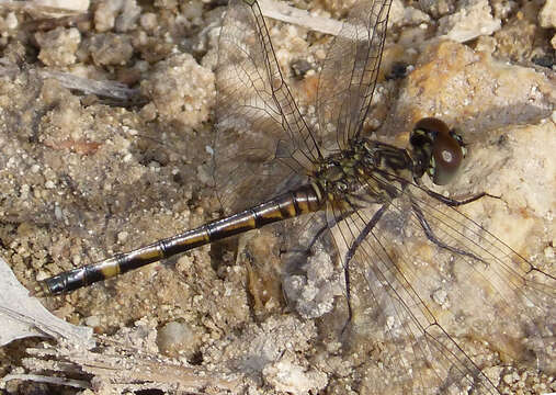 Image of Seaside Dragonlet