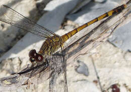 Image of Seaside Dragonlet