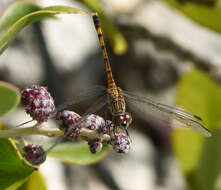 Image of Seaside Dragonlet