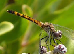 Image of Seaside Dragonlet