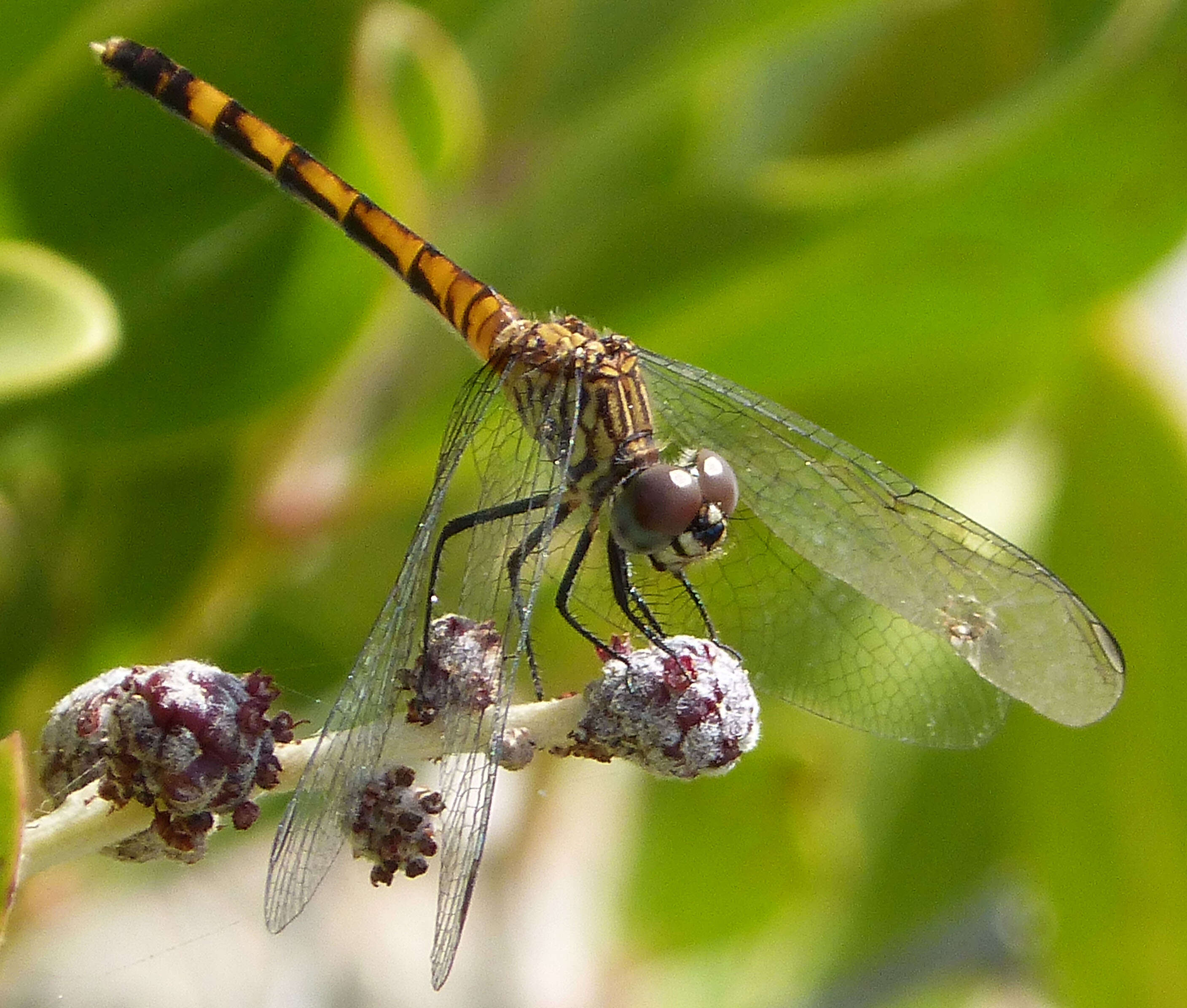 Image of Seaside Dragonlet