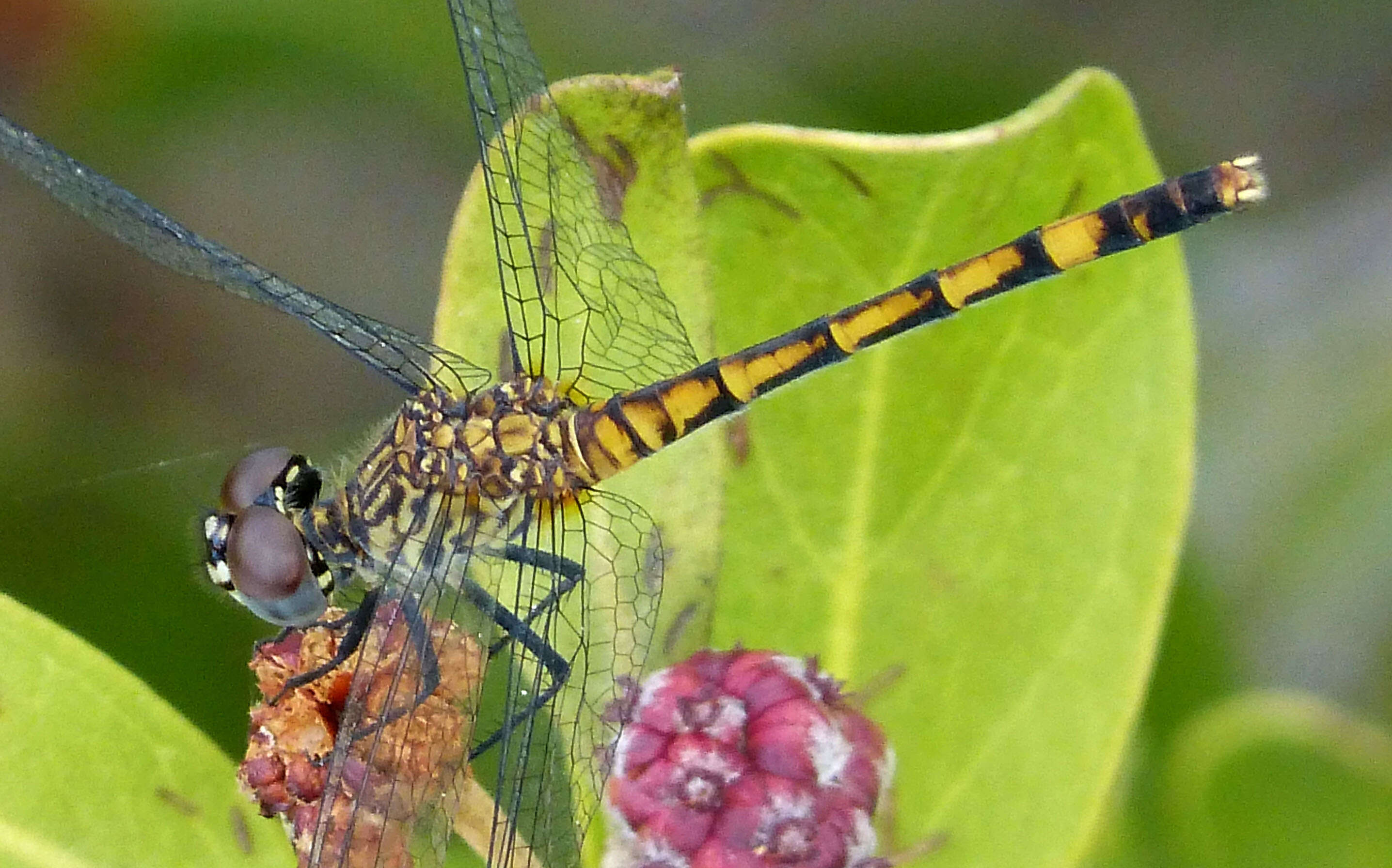 Image of Seaside Dragonlet