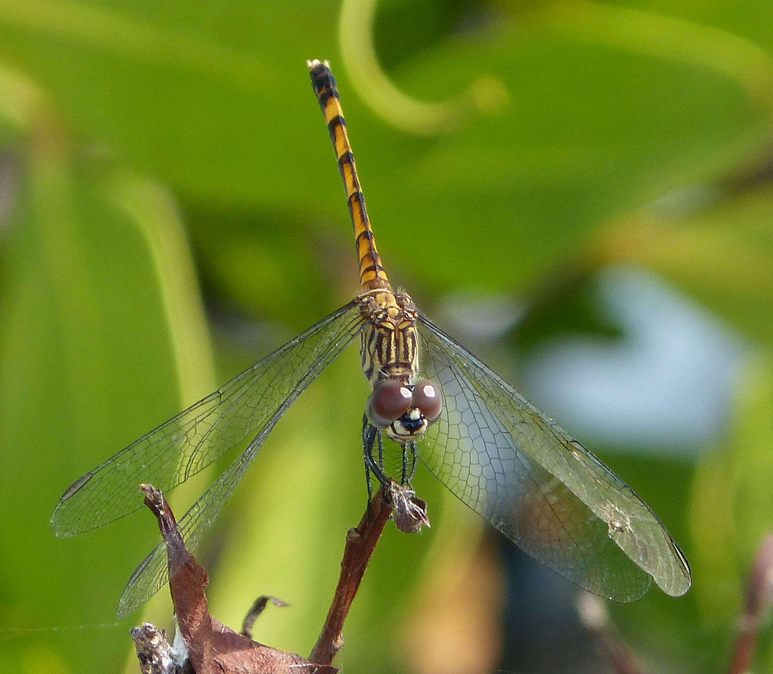 Image of Seaside Dragonlet