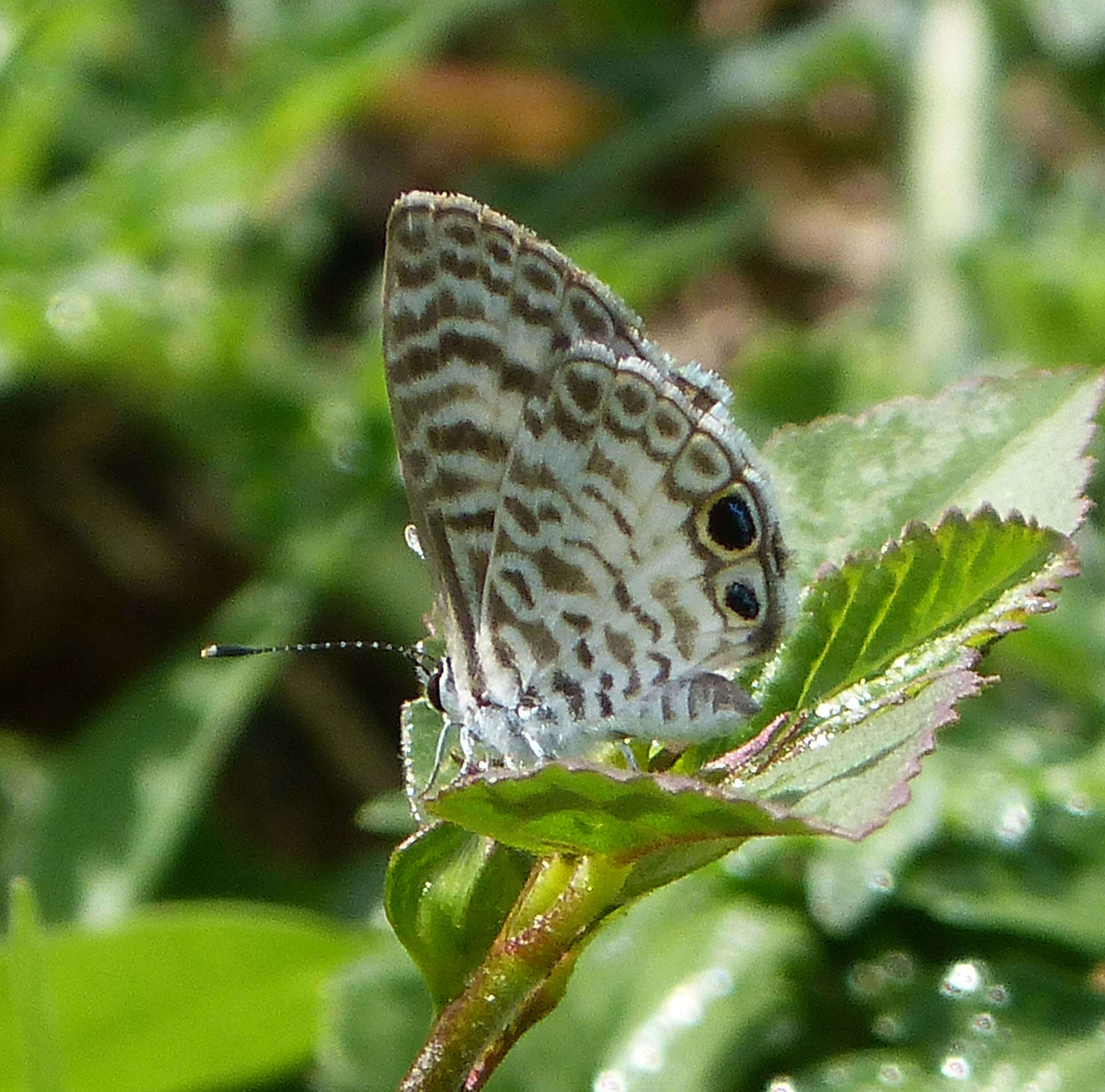 صورة Leptotes cassius (Cramer (1775))