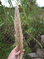 صورة Arundo donax L.