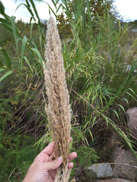 Plancia ëd Arundo donax L.