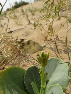 Image of Desert white