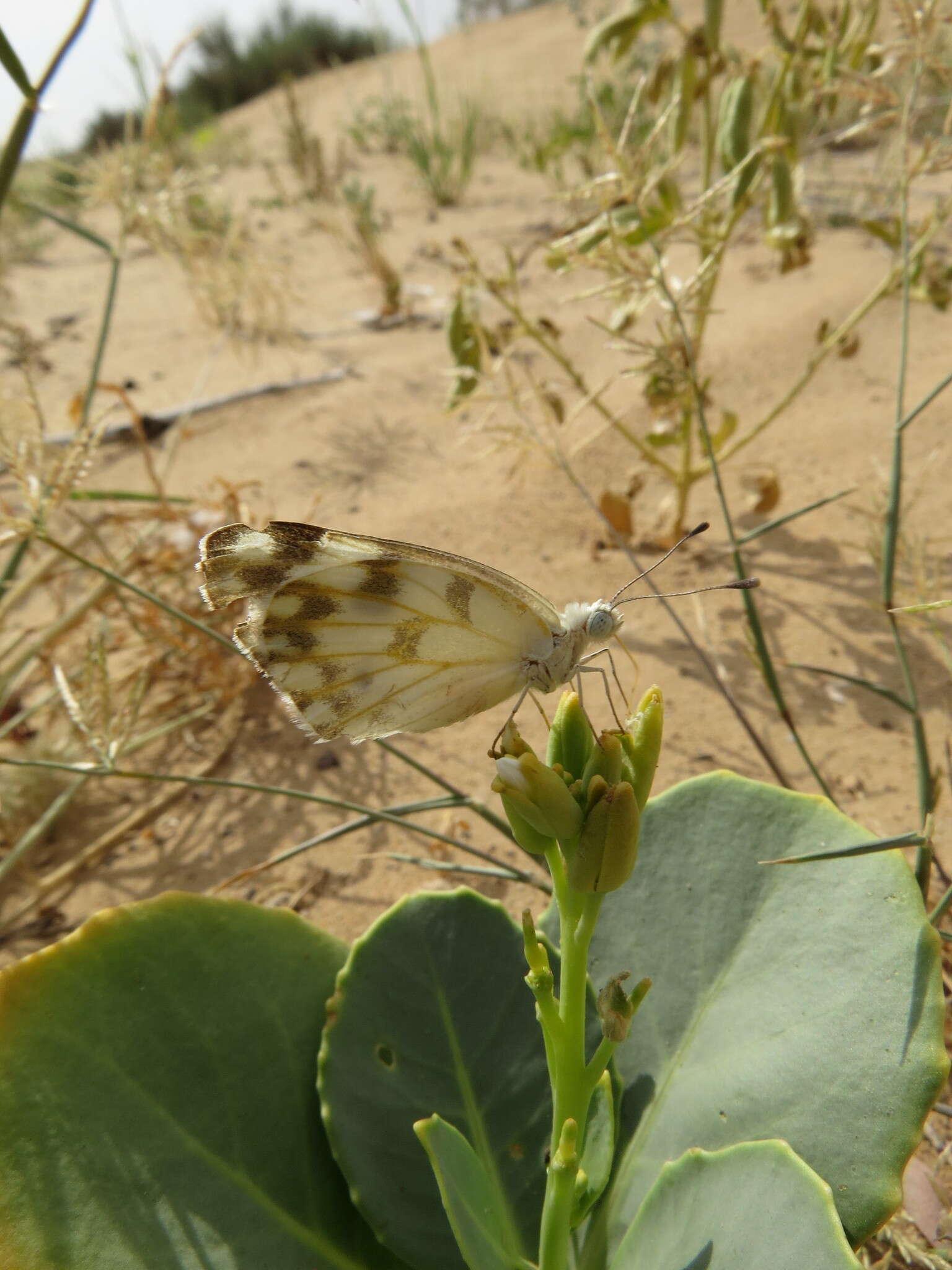 Image of Desert white