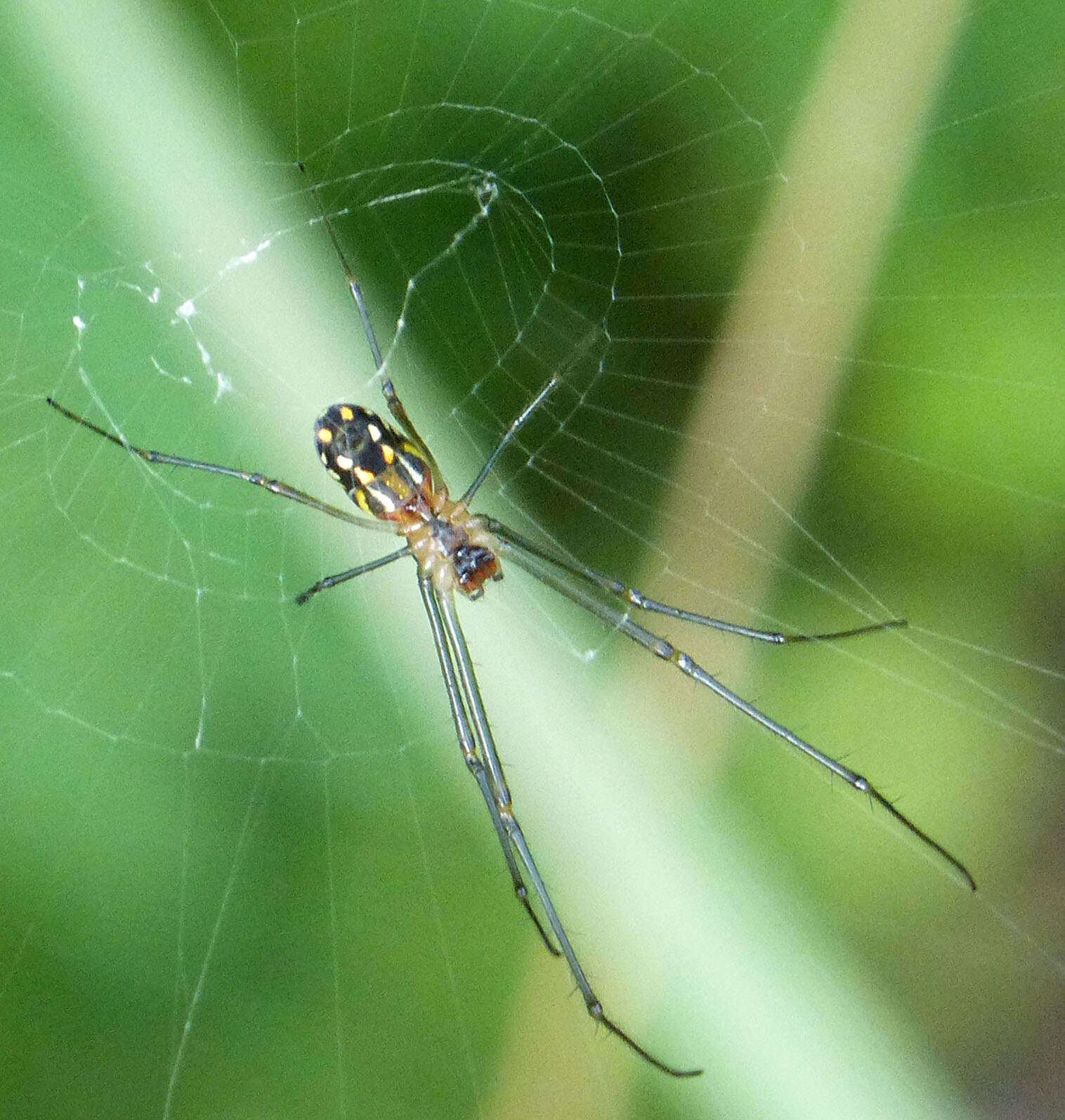 Image of Leucauge argyra (Walckenaer 1841)