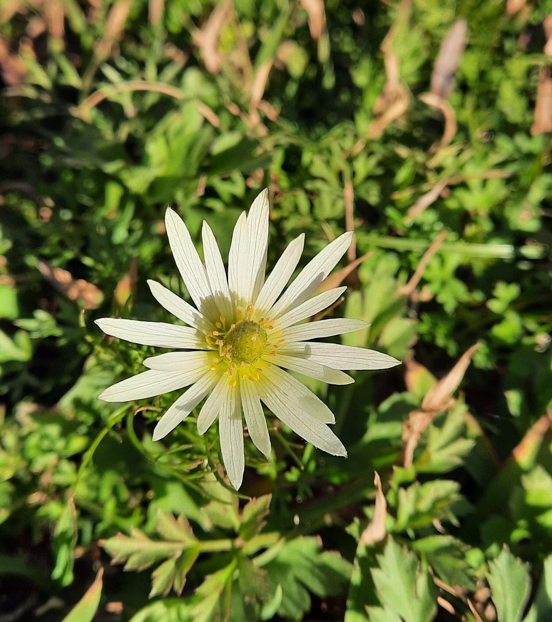 Imagem de Anemone decapetala Ard.