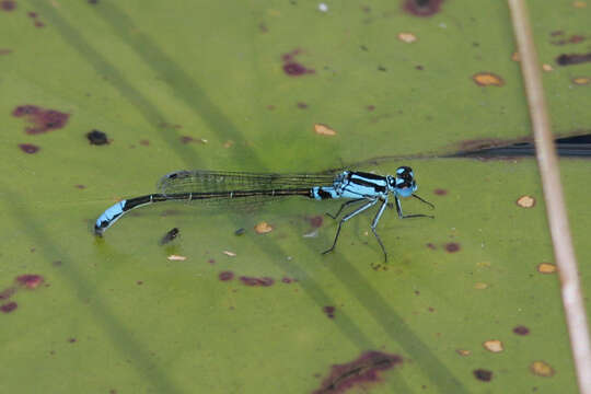 Image of Lilypad Forktail