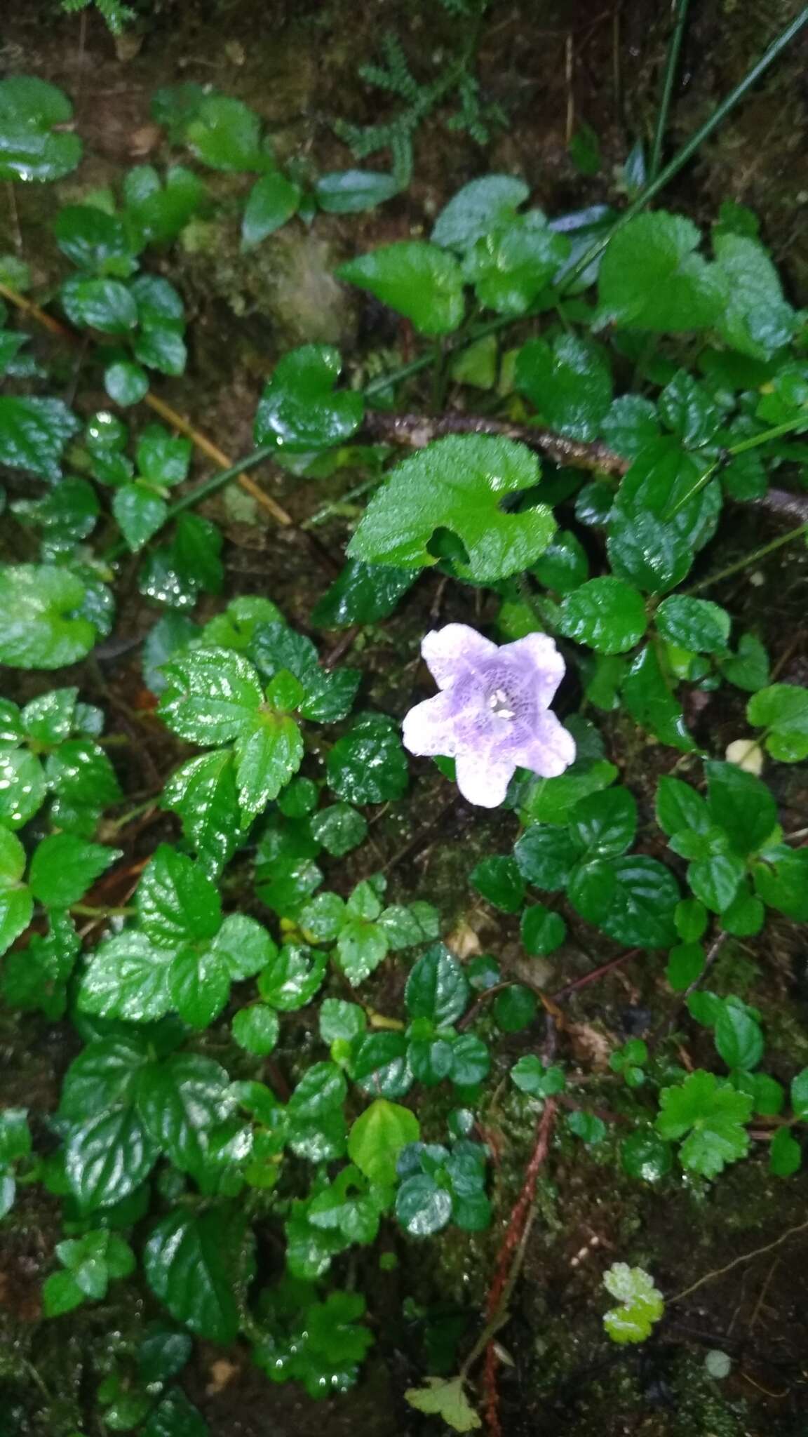 Strobilanthes rankanensis Hayata resmi