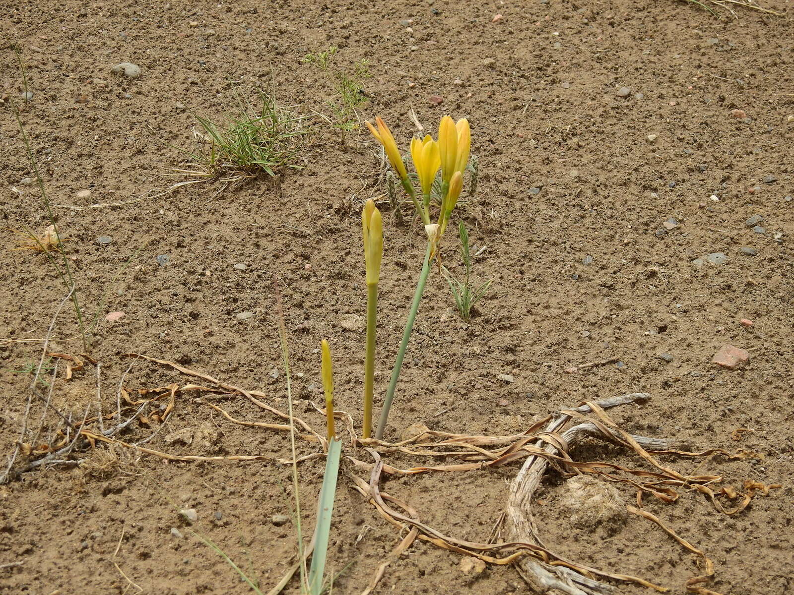 Imagem de Zephyranthes gilliesiana