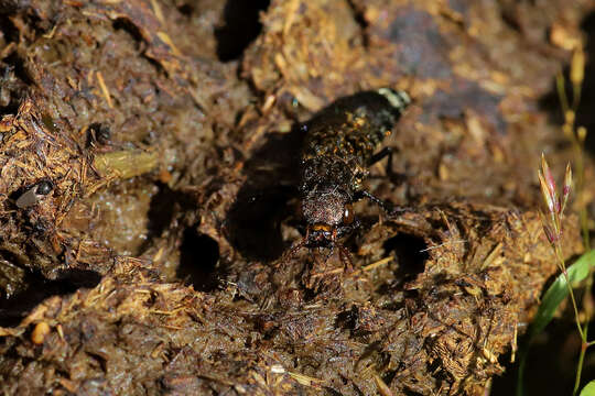 Image of Ontholestes murinus (Linnaeus 1758)