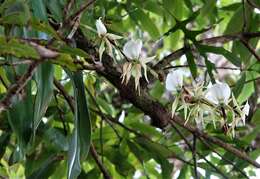 Image of Angraecum eburneum subsp. superbum (Thouars) H. Perrier