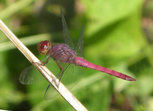 Image of Roseate Skimmer