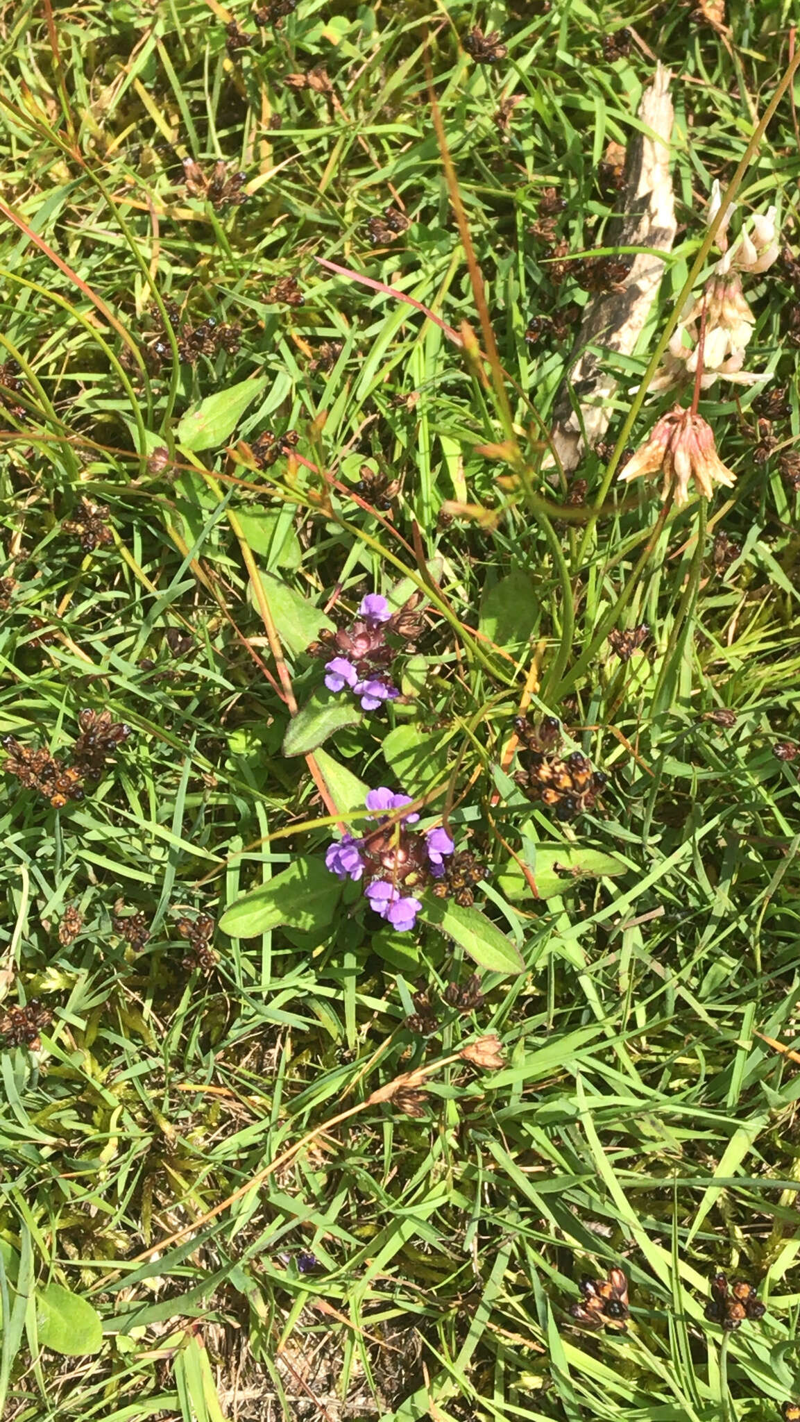 Prunella vulgaris subsp. vulgaris resmi