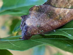 Image of Eudocima aurantia (Moore 1877)