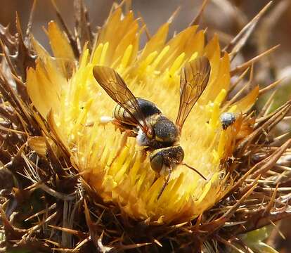 Image of Anthidium Fabricius 1804