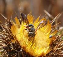 Image of Anthidium Fabricius 1804