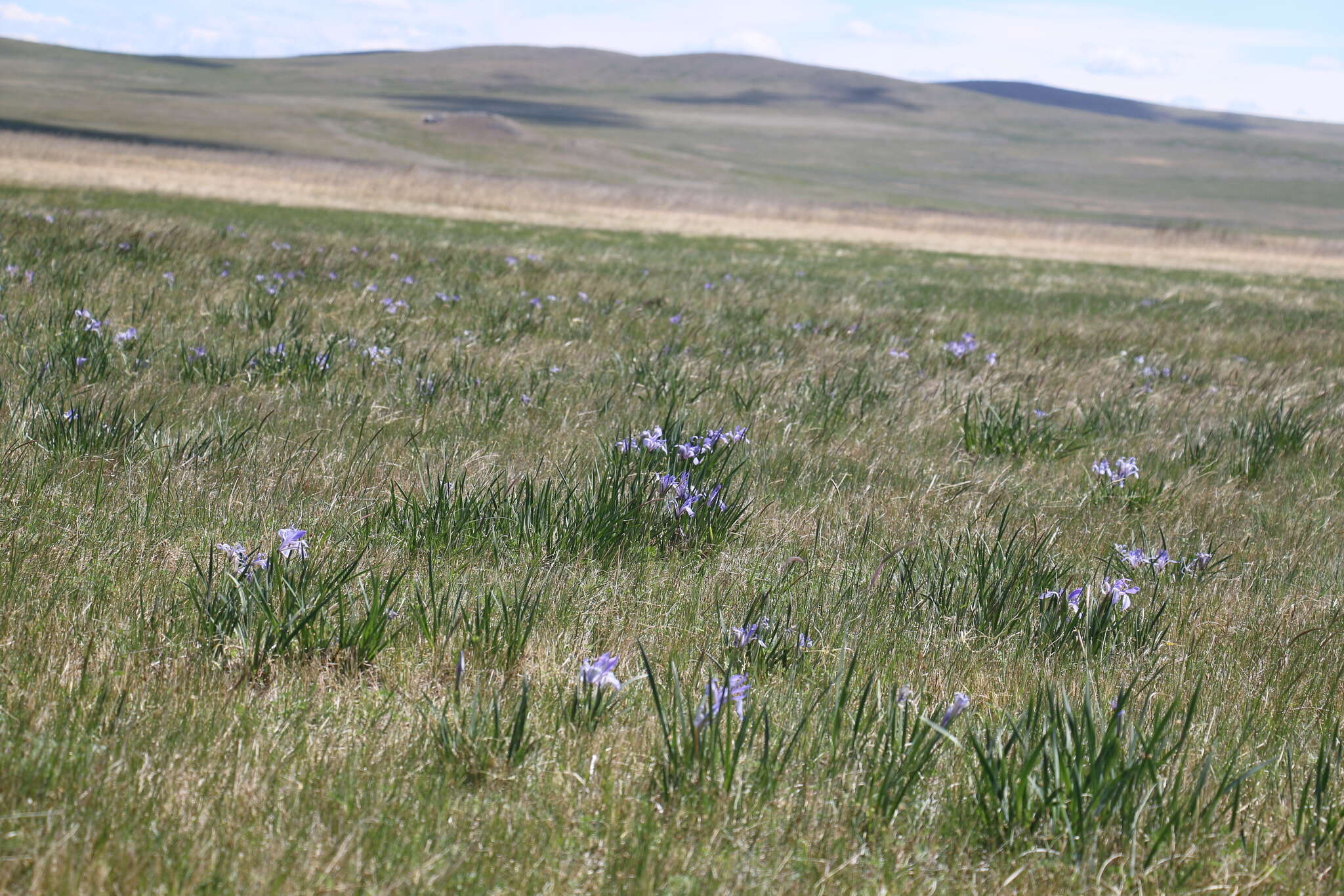 Image of Iris lactea Pall.