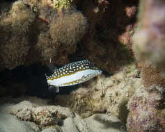 Image of Whitesided boxfish