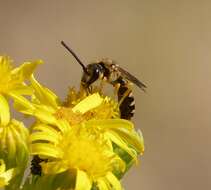 Image of Halictus scabiosae (Rossi 1790)