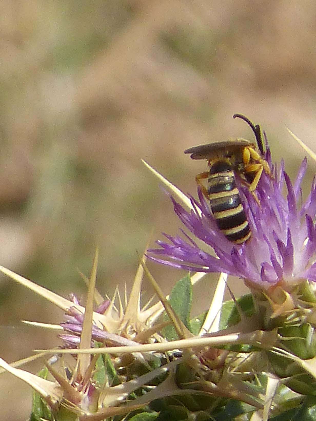 Image of Halictus scabiosae (Rossi 1790)